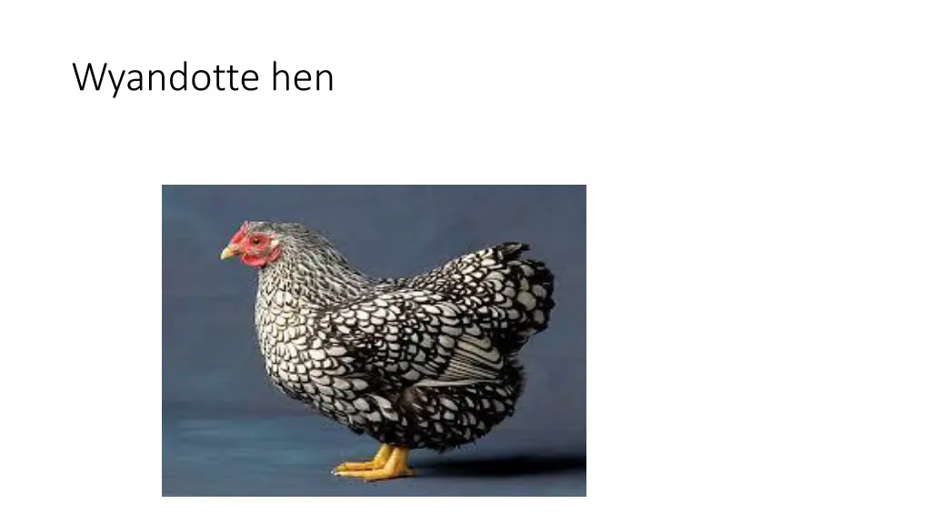 wyandotte hen