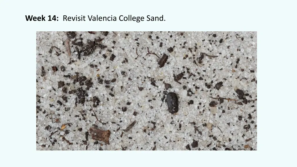 week 14 revisit valencia college sand