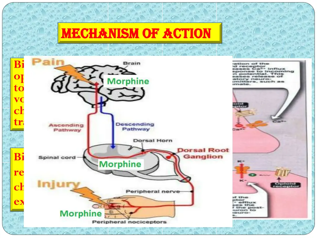 mechanism of action mechanism of action