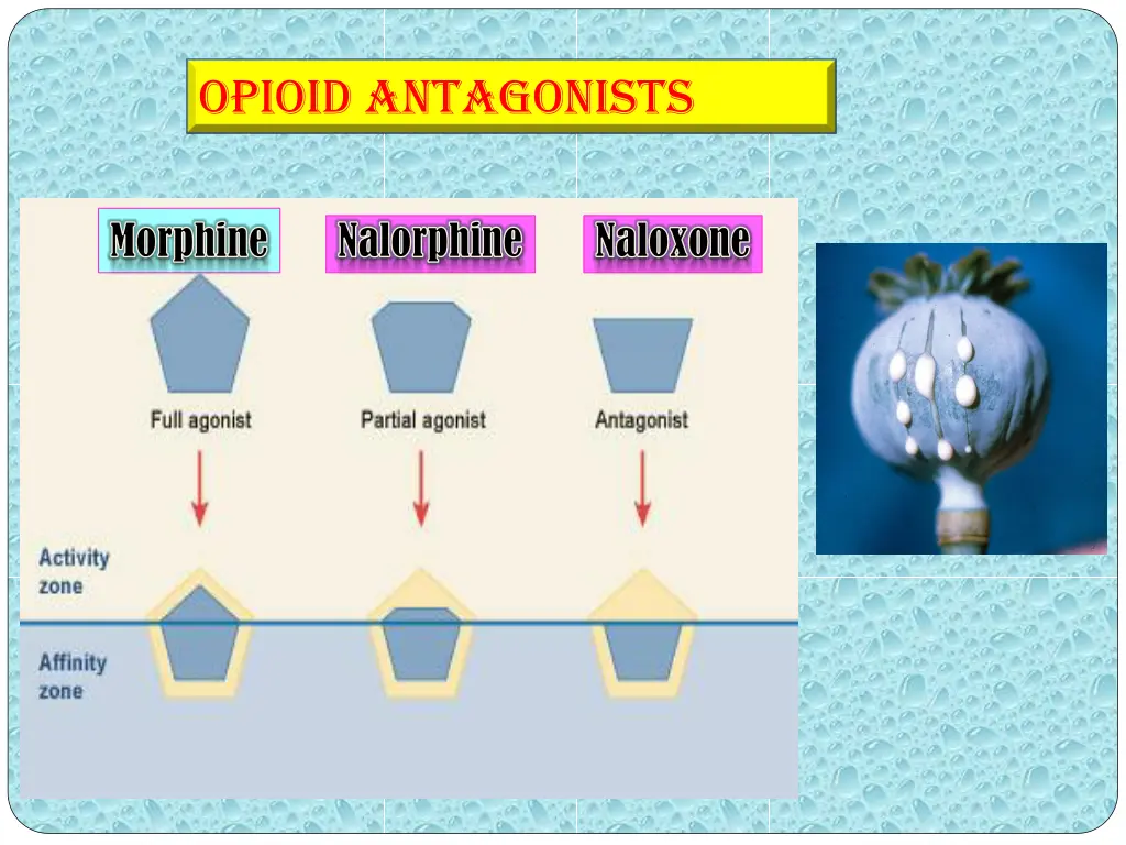 opioid antagonists