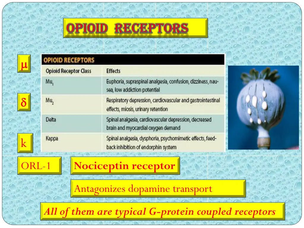 opioid receptors opioid receptors