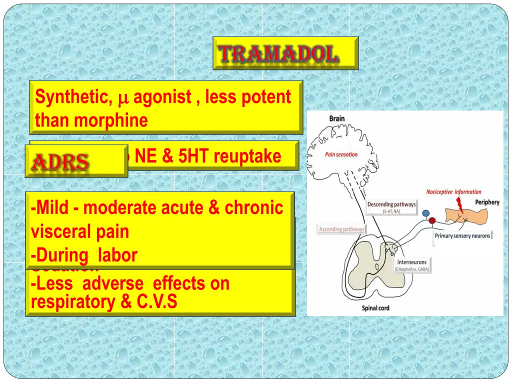 tramadol tramadol