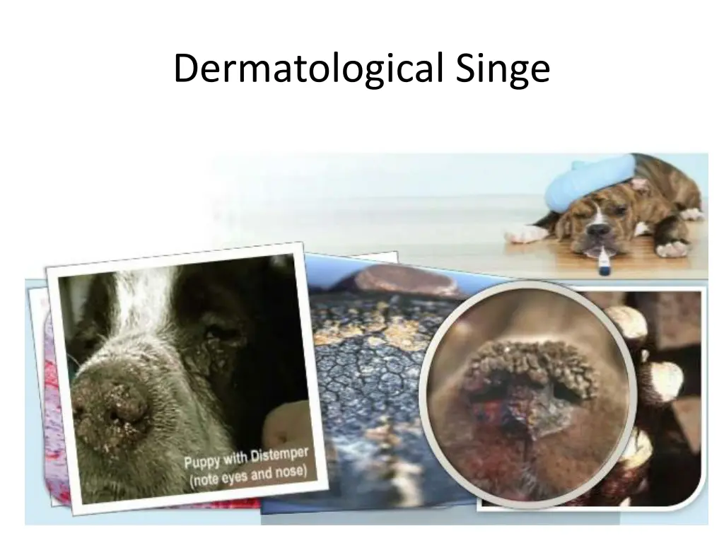 dermatological singe