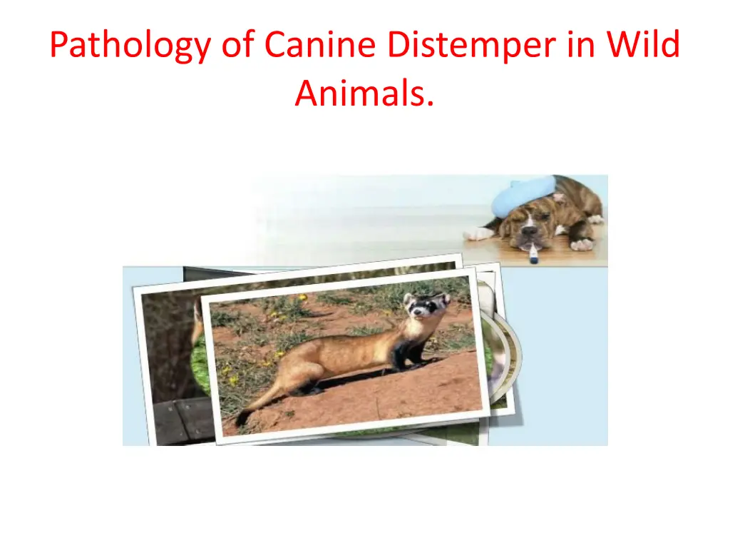 pathology of canine distemper in wild animals 1