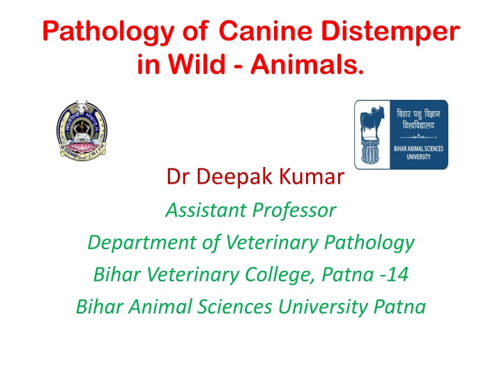 pathology of canine distemper in wild animals