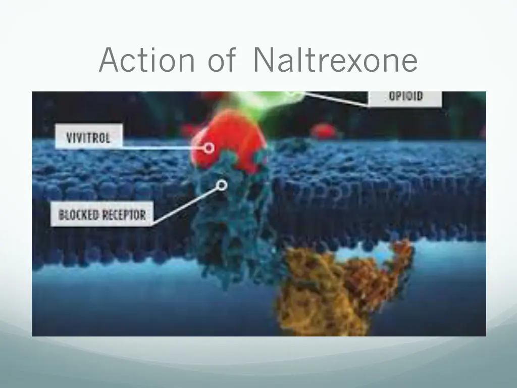 action of naltrexone