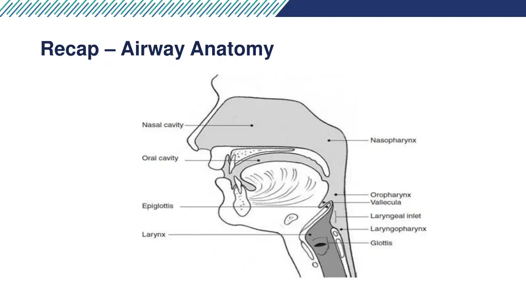 recap airway anatomy