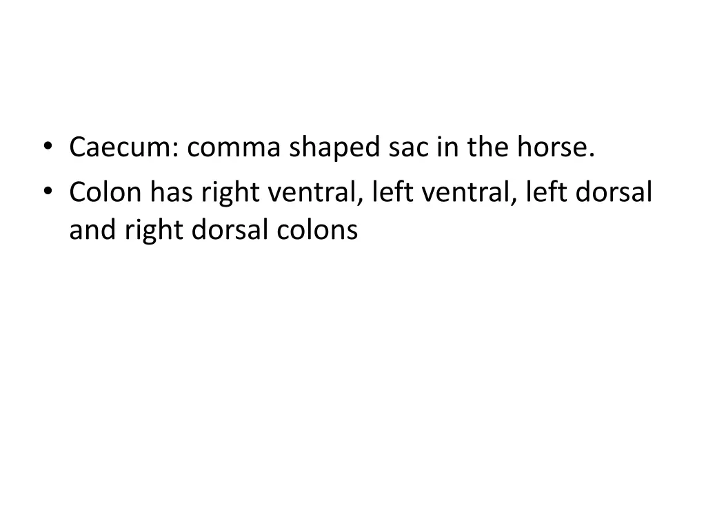 caecum comma shaped sac in the horse colon