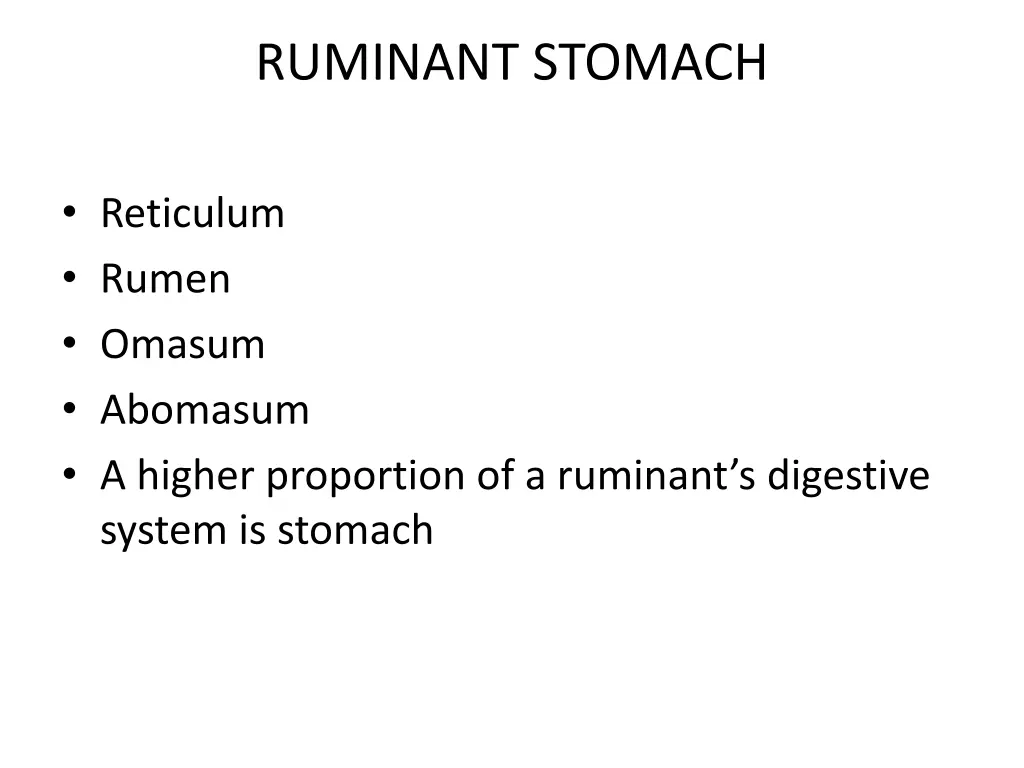 ruminant stomach