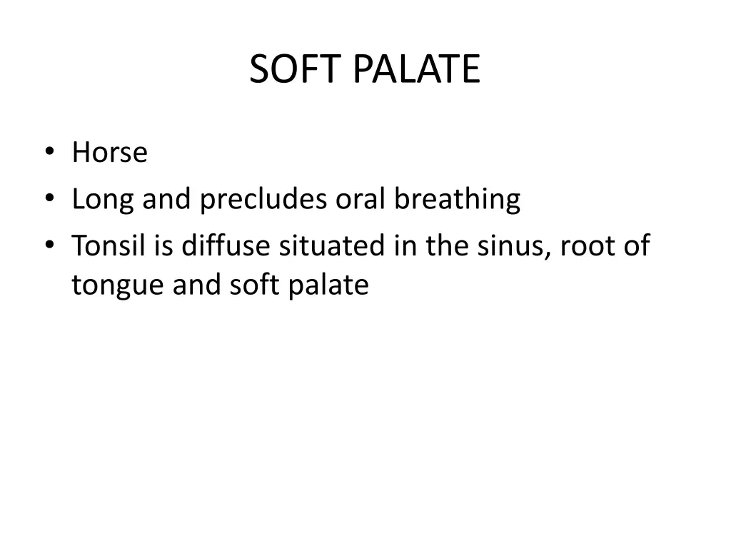 soft palate