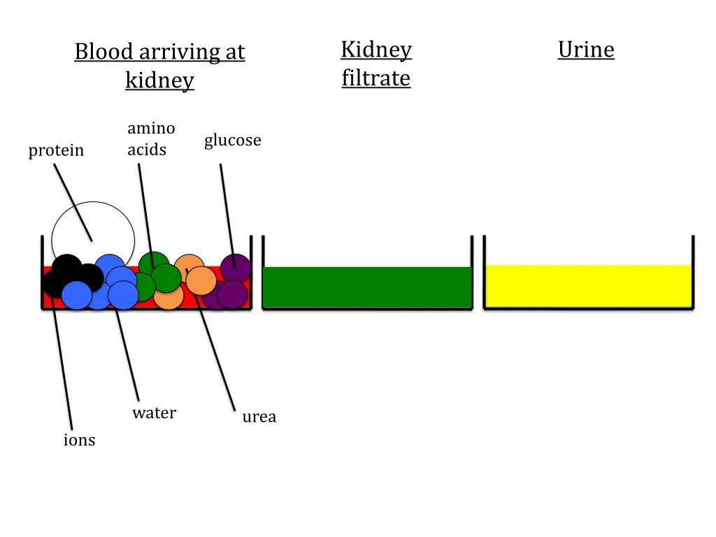 kidney filtrate