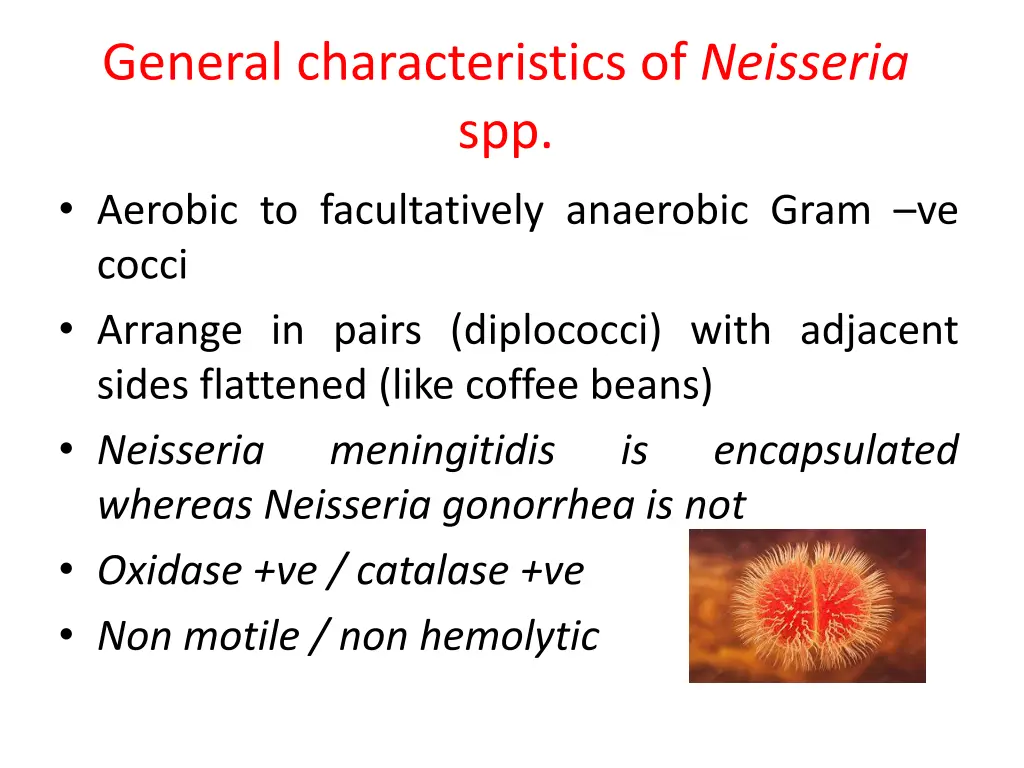 general characteristics of neisseria spp aerobic