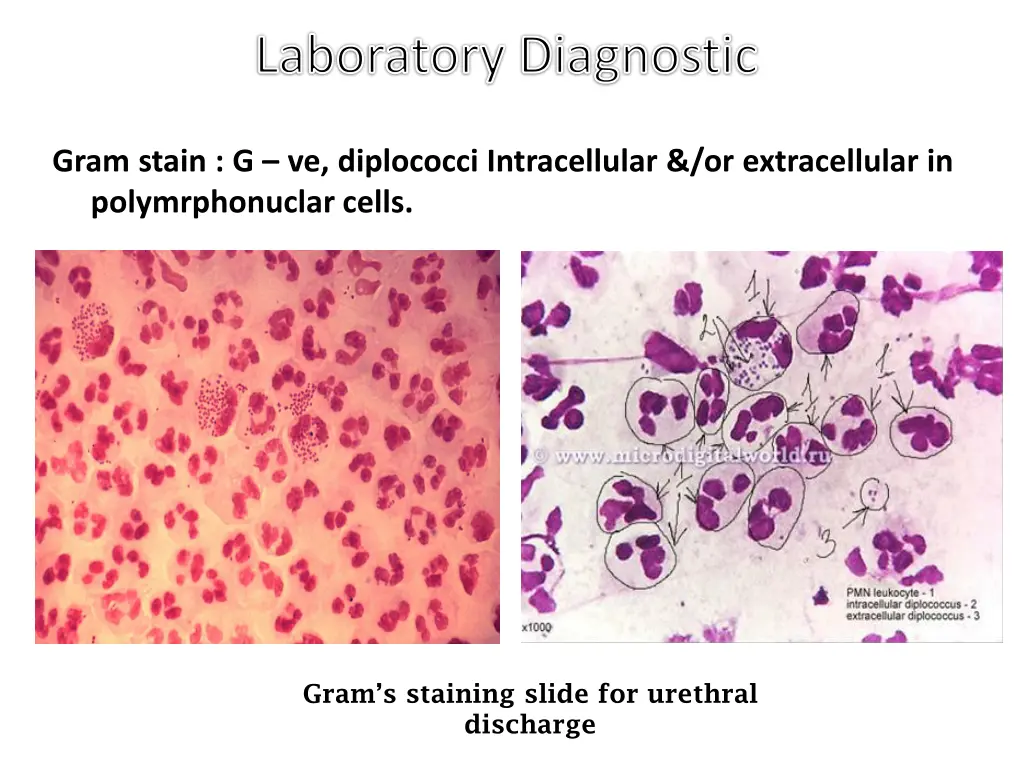 laboratory diagnostic