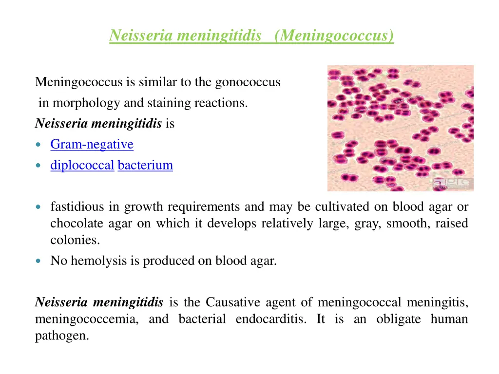 neisseria meningitidis meningococcus