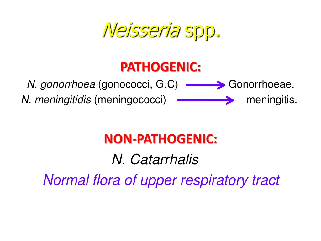 neisseria spp 1