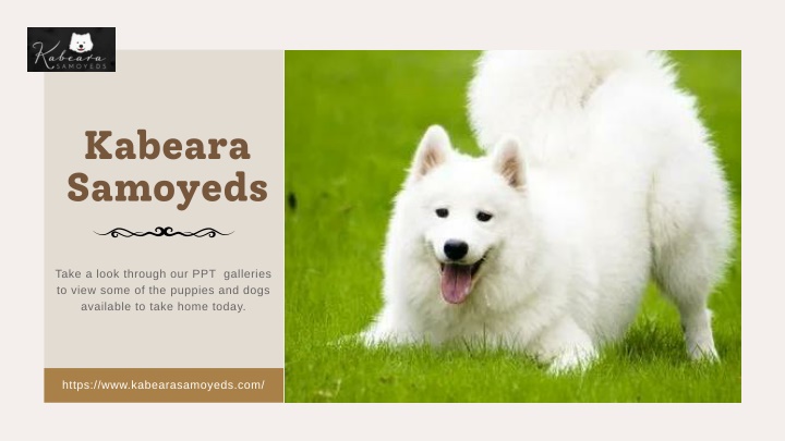 kabeara samoyeds