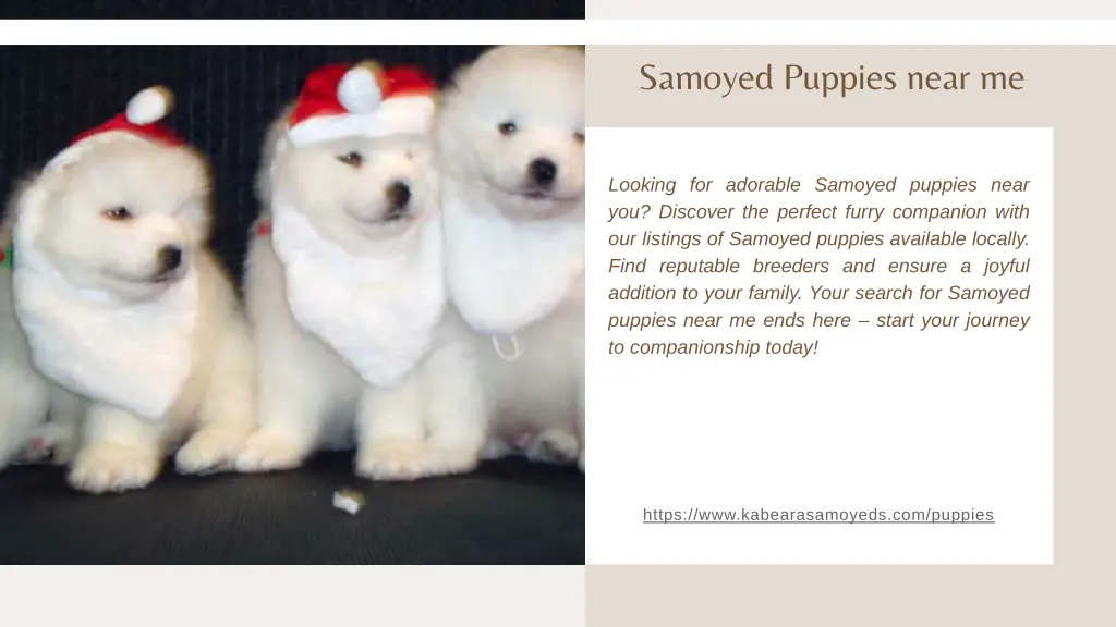 samoyed puppies near me