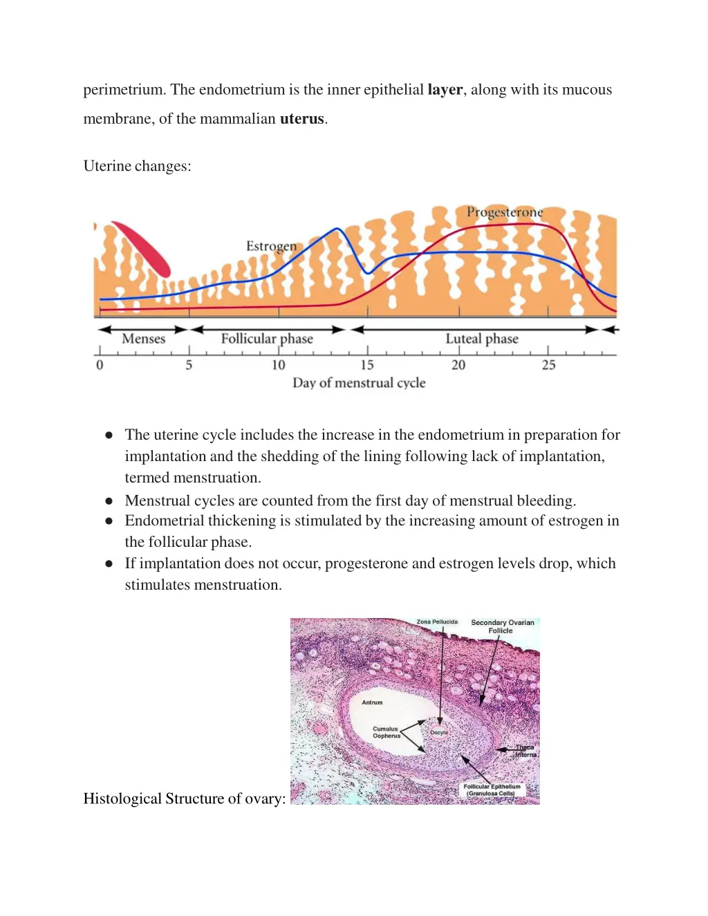 perimetrium the endometrium is the inner