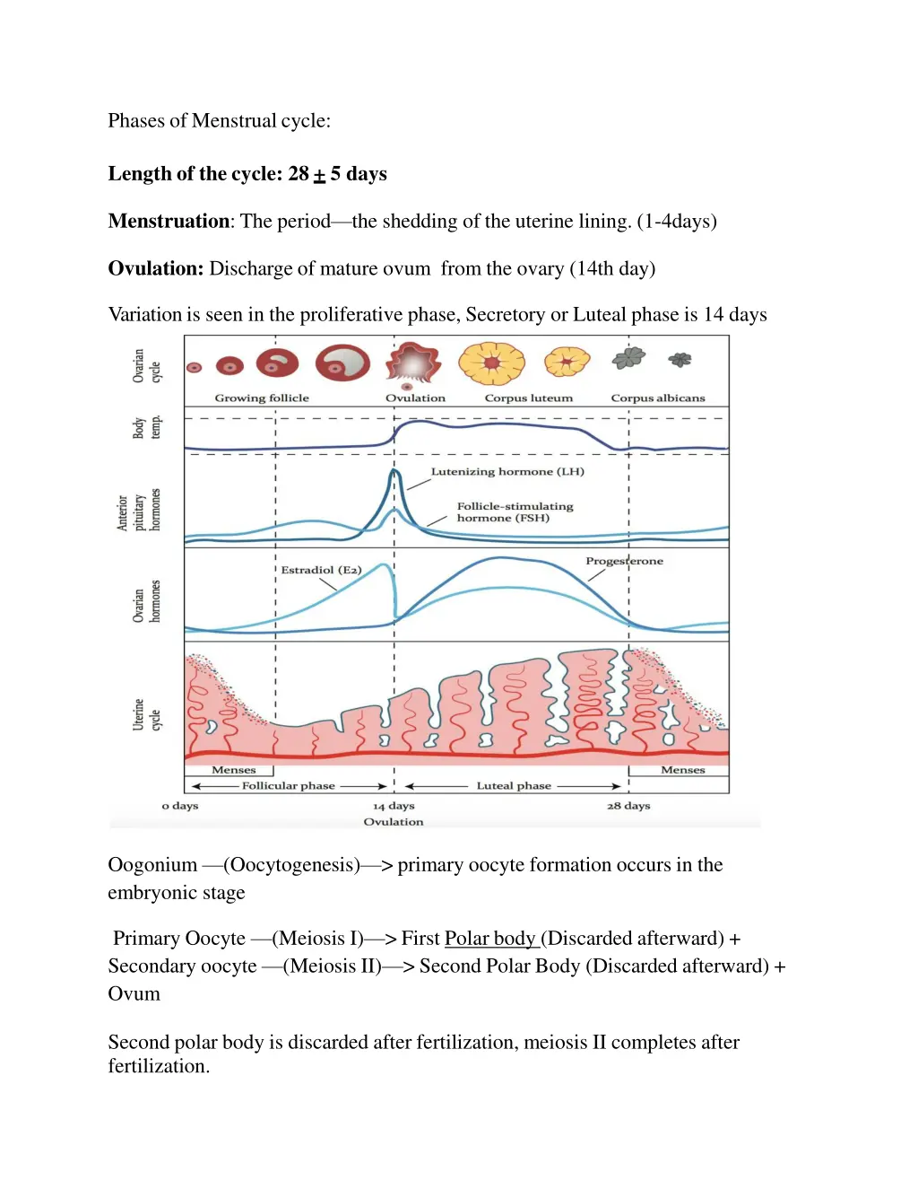 phases of menstrual cycle