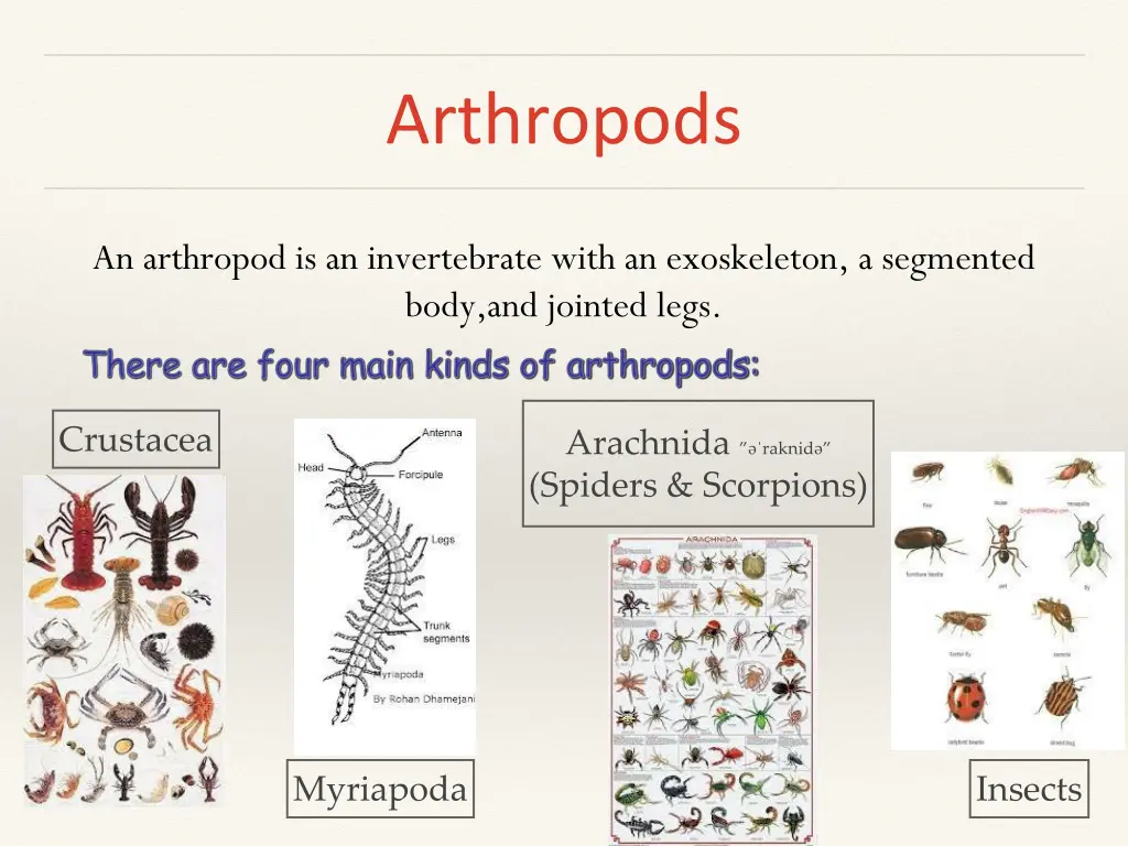 arthropods