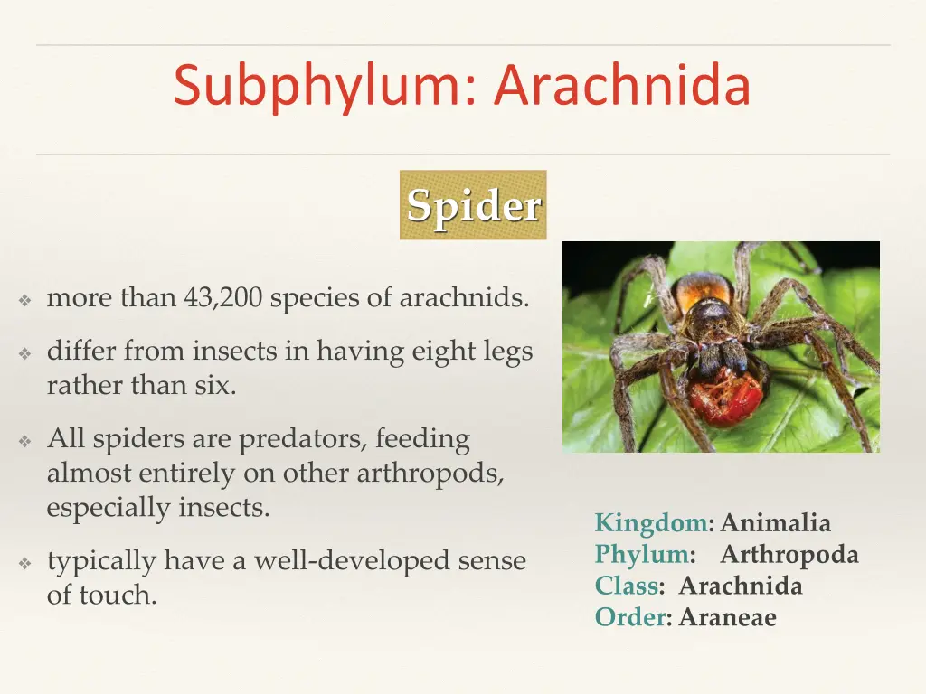 subphylum arachnida 1