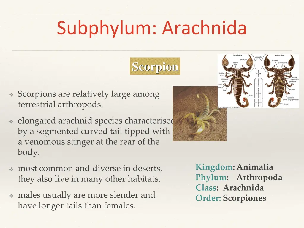 subphylum arachnida 2