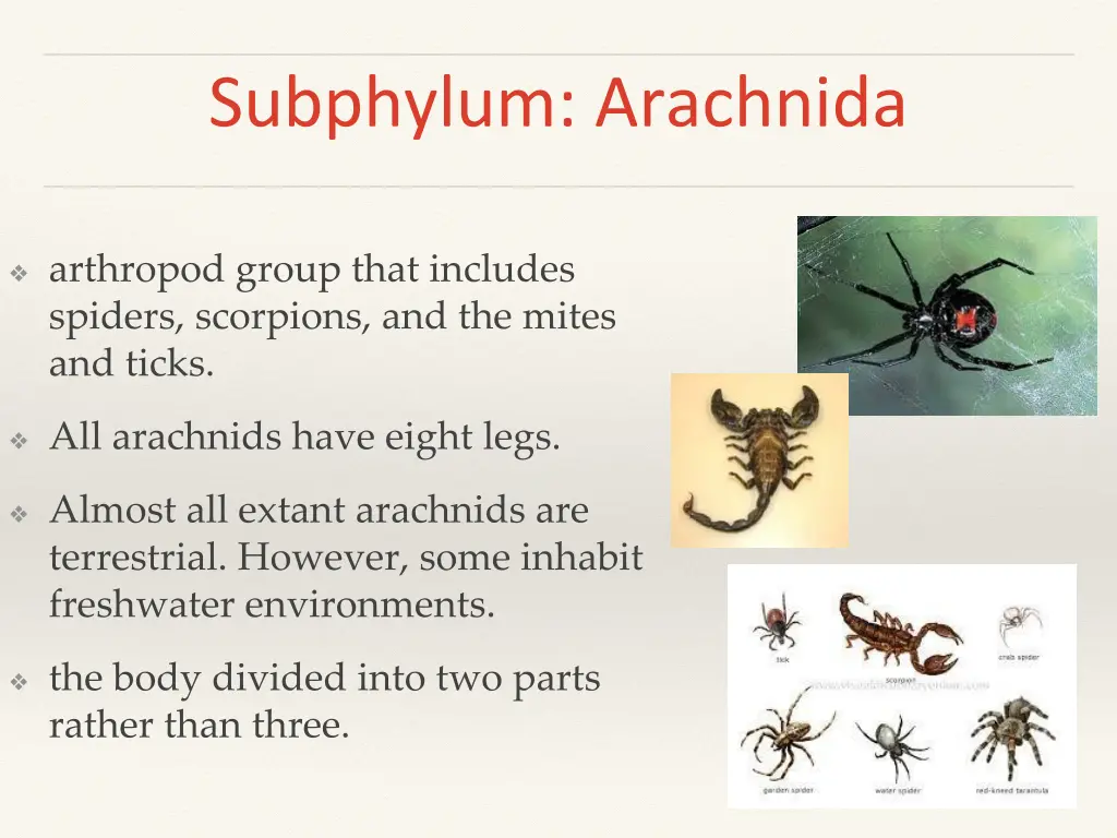 subphylum arachnida