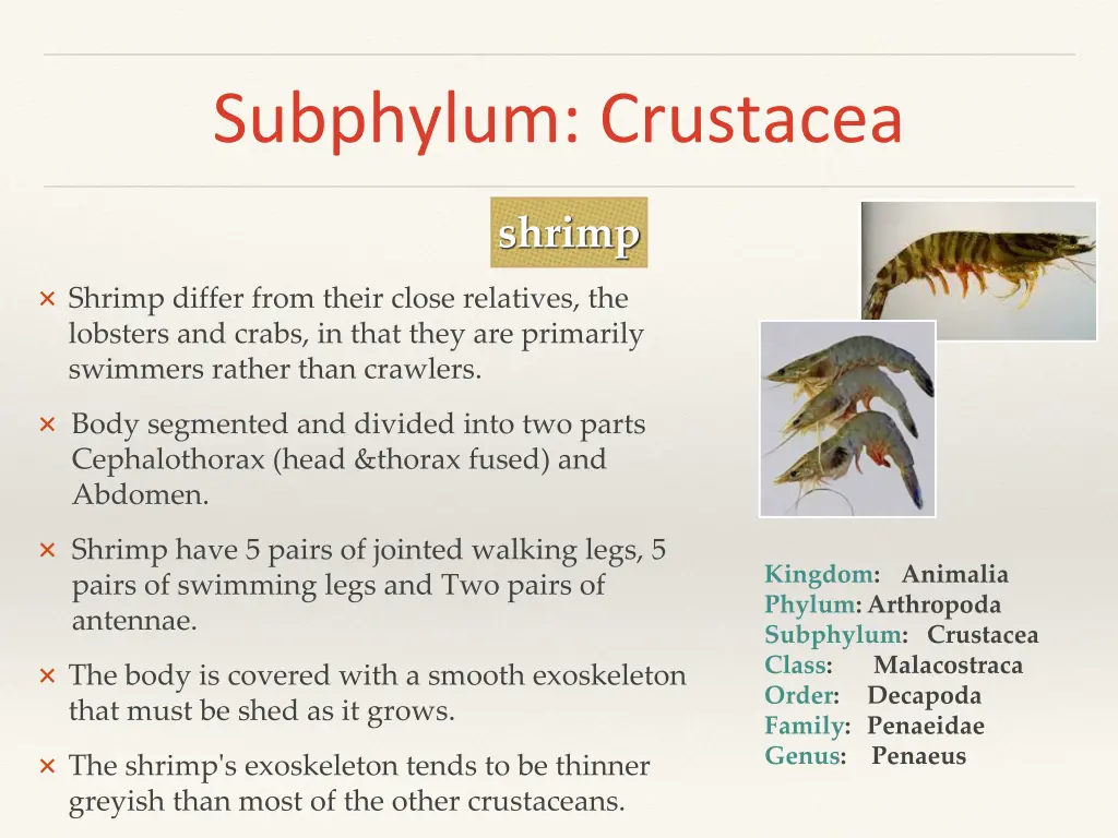 subphylum crustacea 1