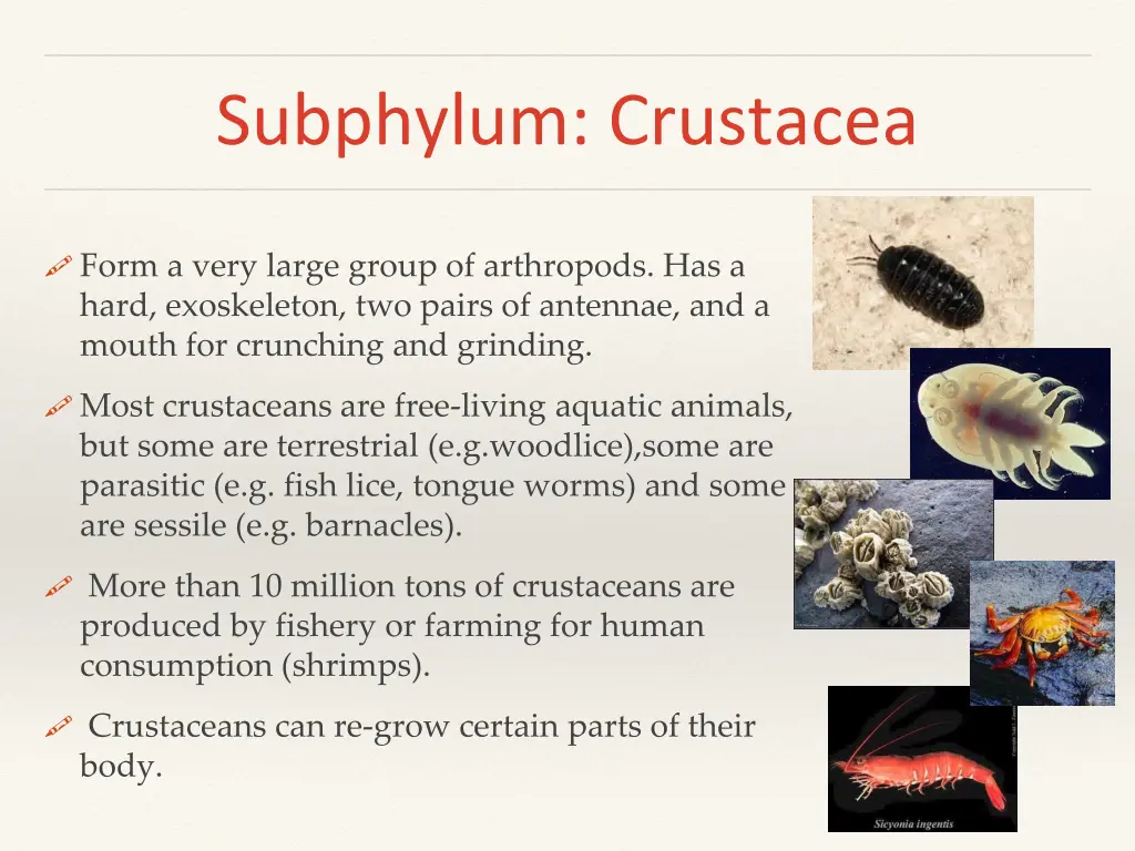 subphylum crustacea