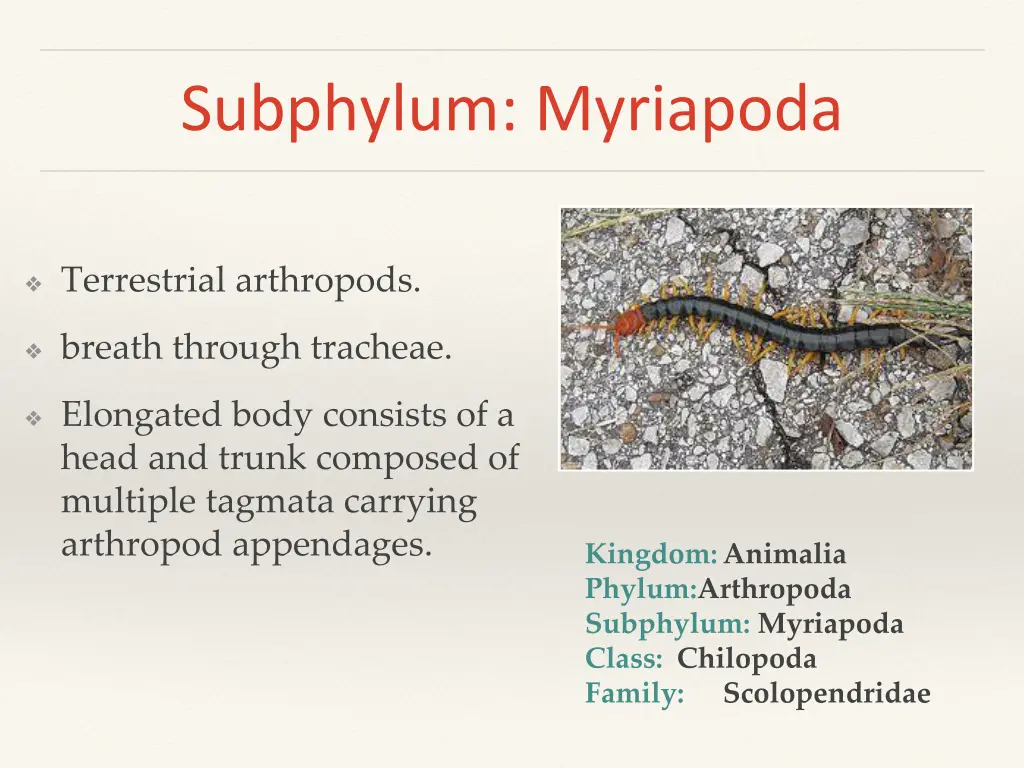 subphylum myriapoda