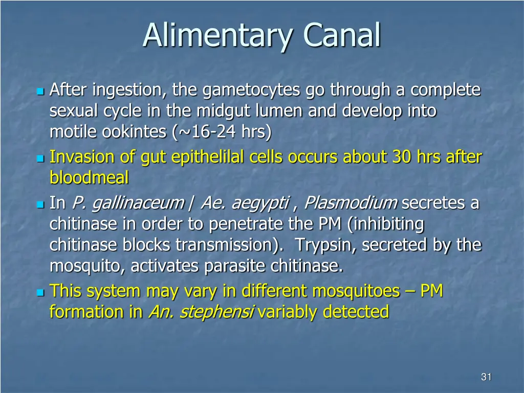 alimentary canal 2