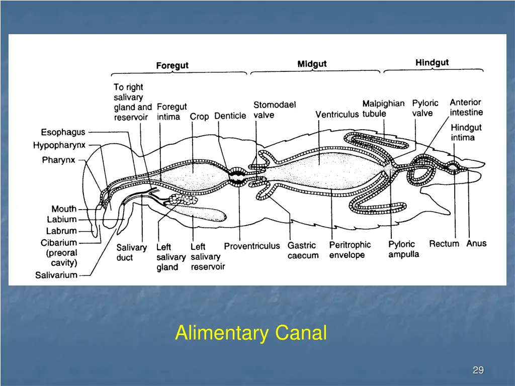 alimentary canal