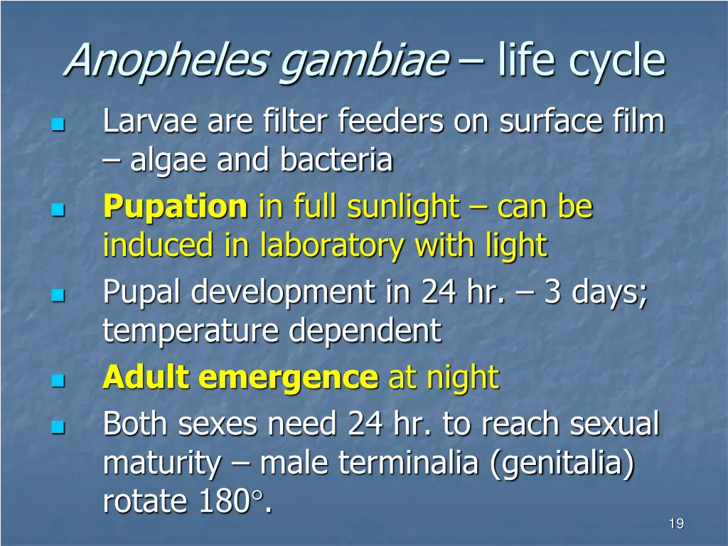 anopheles gambiae life cycle larvae are filter