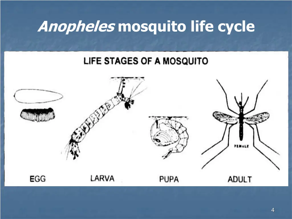 anopheles mosquito life cycle