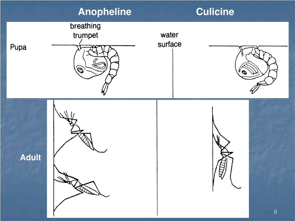 anopheline