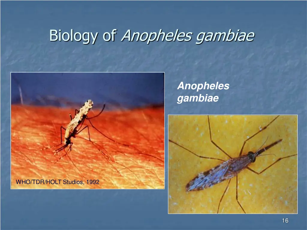 biology of anopheles gambiae