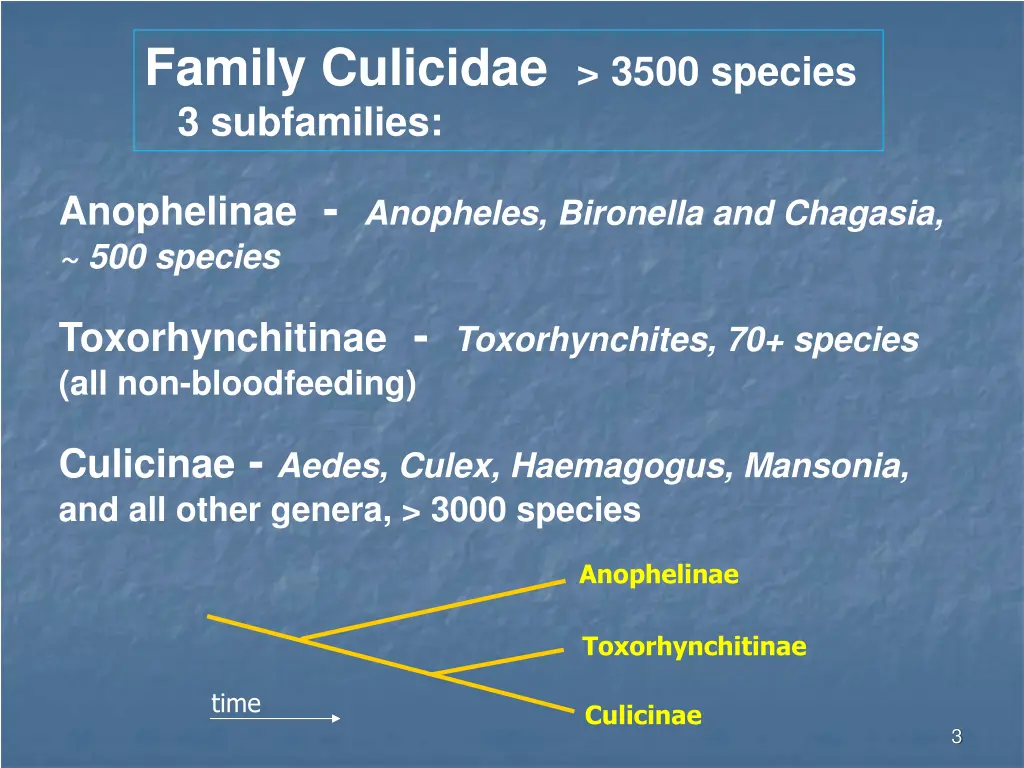 family culicidae 3500 species 3 subfamilies