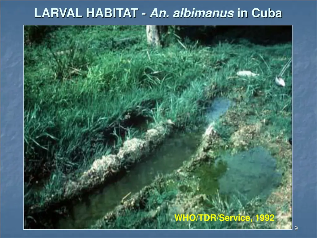 larval habitat an albimanus in cuba