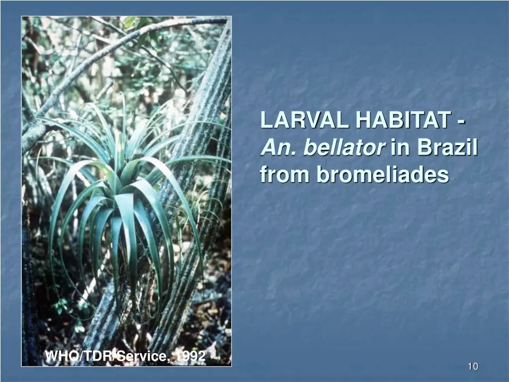 larval habitat an bellator in brazil from