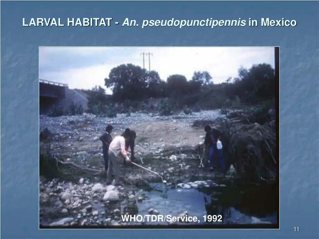 larval habitat an pseudopunctipennis in mexico