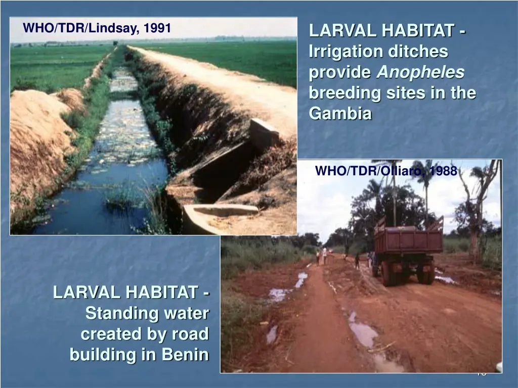 larval habitat irrigation ditches provide