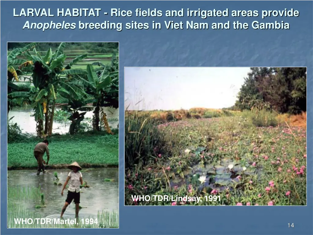 larval habitat rice fields and irrigated areas