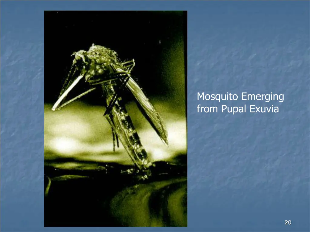 mosquito emerging from pupal exuvia