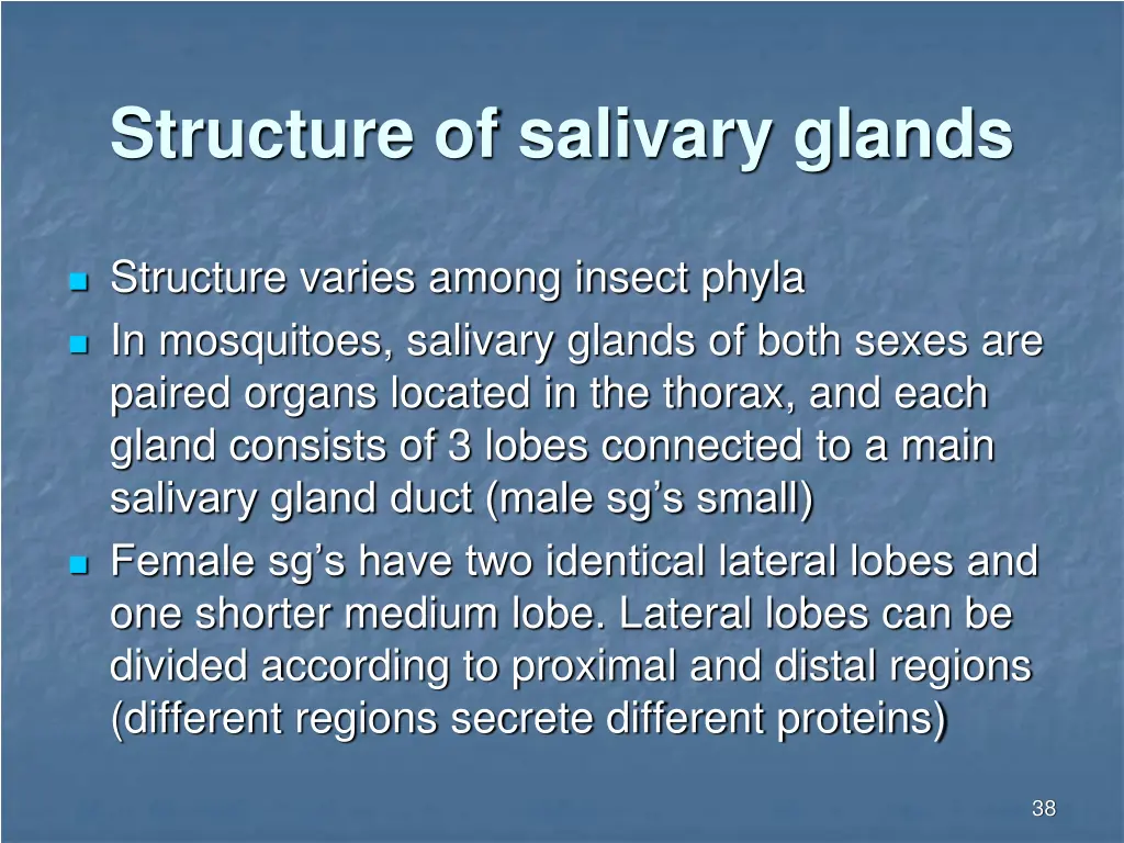 structure of salivary glands