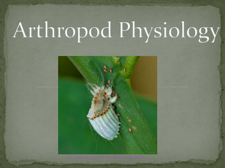 arthropod physiology