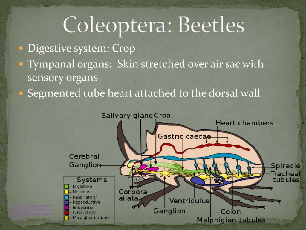 coleoptera beetles