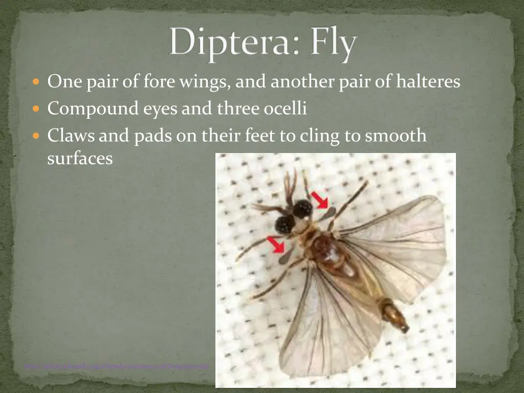 diptera fly