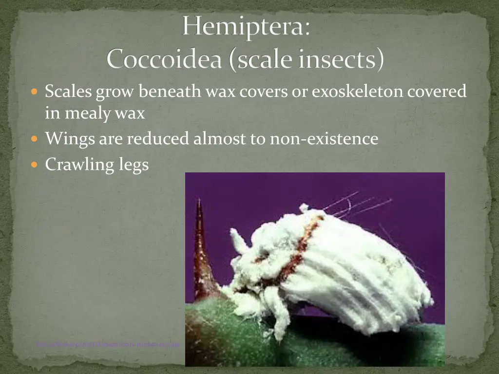 hemiptera