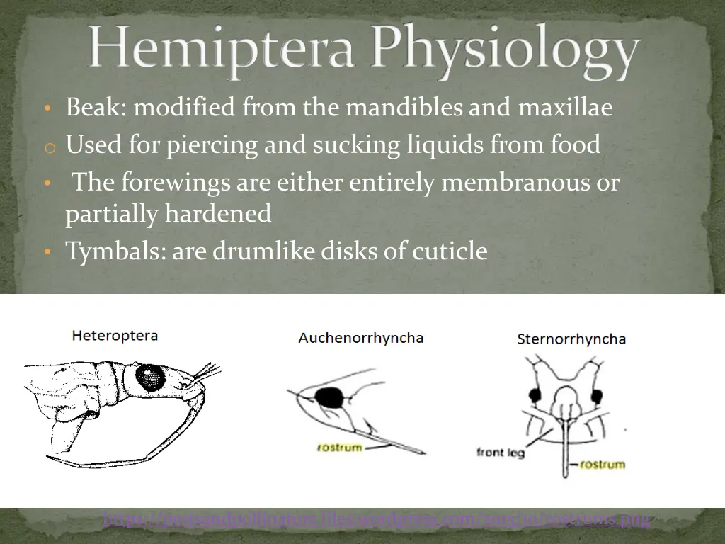 hemipteraphysiology