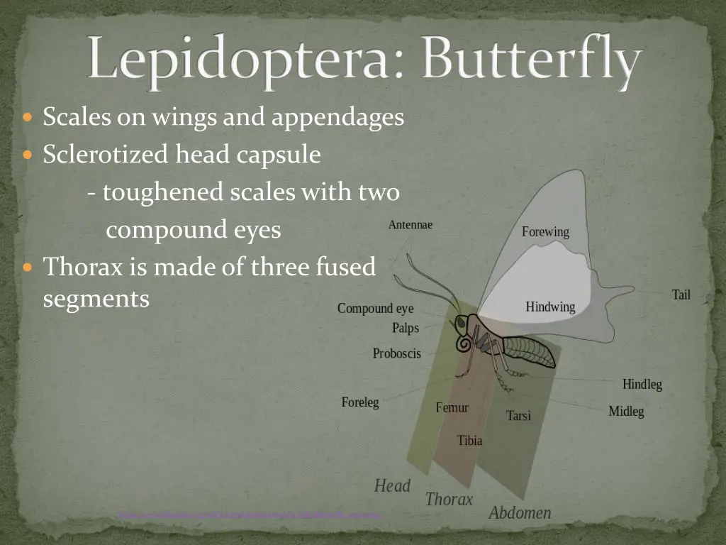 lepidoptera butterfly